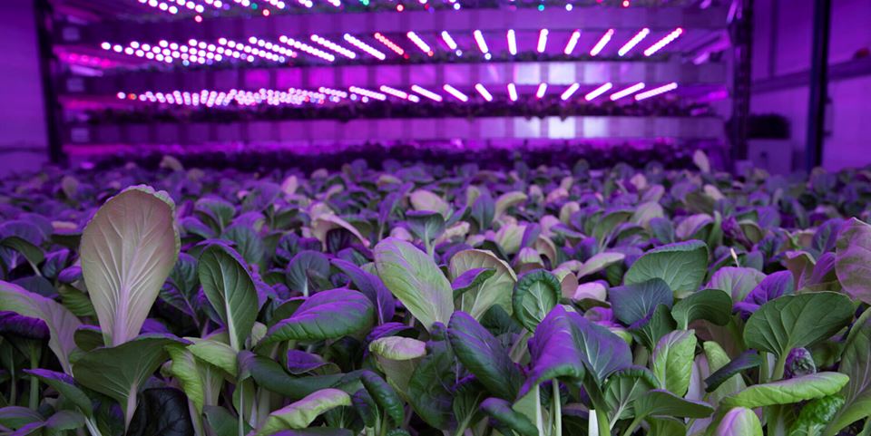 Vertical farming at Columbi Farms. Nitrates, phosphorous and potassium are valuable resources that can be extracted from fish excrement and used to provide nutrients for the healthy growth of green vegetables. Photo courtesy of Duncan McGlynn