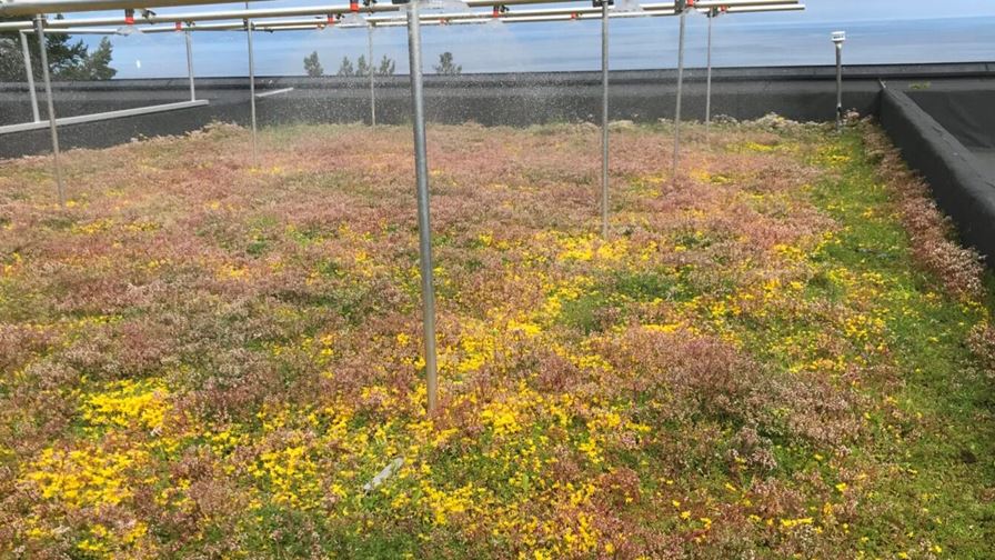 ‘Blue-green’ roofs can prevent stormwater run-off