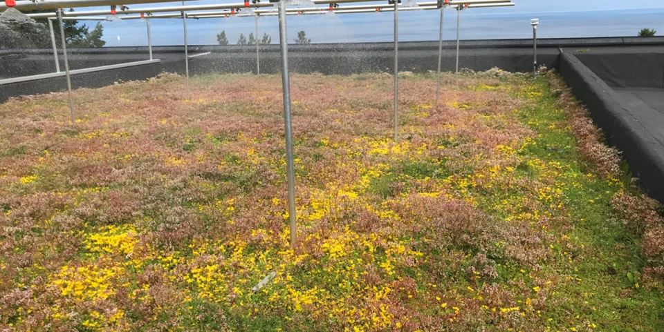 This ‘blue-green’ roof is planted with sedum in 100 millimetres of lightweight clinker. Researchers have been using a rain simulator to test how the system behaves under extreme rainfall conditions.  Photo: Edvard Sivertsen/SINTEF