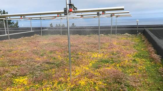 ‘Blue-green’ roofs can prevent stormwater run-off