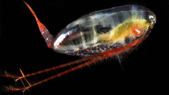 Copepods – tiny creatures that can help reduce the need for soya imports
