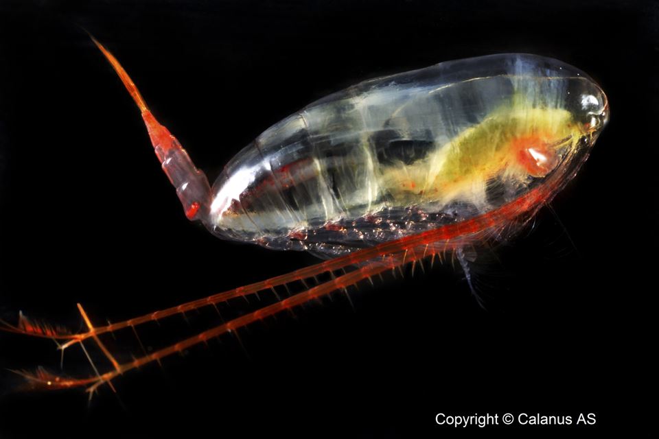 It sounds obvious to start looking for salmon feed resources in the sea, where the fish would naturally find their food. Currently, however, a lot of salmon feed is based on imported agricultural products such as soya. But this tiny copepod may help to remedy the situation. Photo: Calanus AS