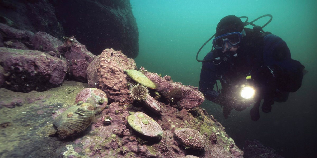 Pictured here by divers in Lofoten, the Iceland scallop is a true delicacy. It has also become the focus of one of many innovative ideas that has achieved success thanks to seed funding from the Norwegian Regional Research Funds. Photo: Stein Johnson/Samfoto/NTB