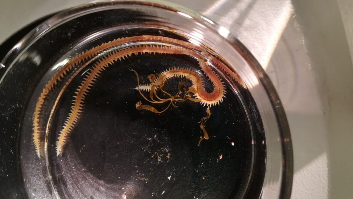 Is it safe to feed farmed salmon with bristle worms raised on fish excrement?