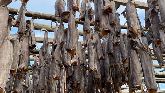A ‘new’ fish may soon be finding its way onto fresh food counters