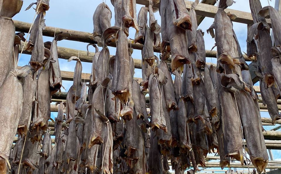 Cusk is traditionally used for the production of dry stockfish and salted fish. A new project is looking into whether it can be offered to consumers as fillets. Photo: Solveig Uglem/SINTEF