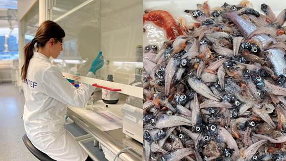 Is there a new deep-sea fishery on the horizon?