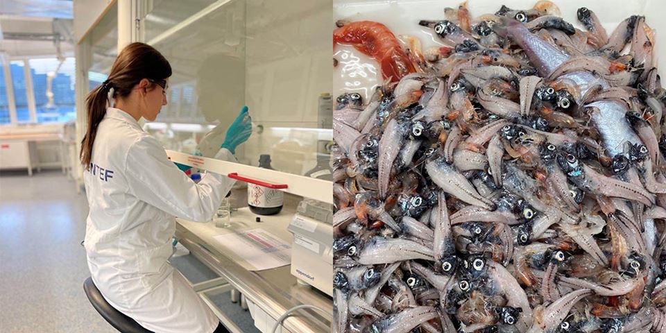 PhD student Maria Alquiza Madina pictured here working to identify and describe species that are being harvested at sea depths between 200 and 1000 metres – the mesopelagic zone. Right: a mixed catch of different species. Photos: SINTEF