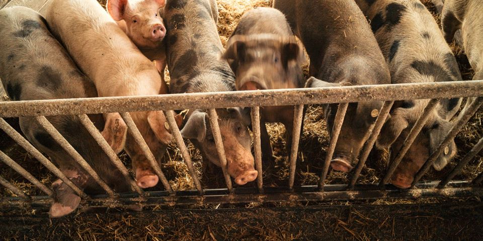 Under current legislation, even a targeted, temporary modification in gene expression, exactly the same as that provided by the Covid vaccine for human immune systems, will cause a vaccinated animal to be defined as a genetically modified organism. The authors of this article argue that once an animal is so labelled, this immediately introduces legal restrictions and practical barriers. Stock photo: Ilja Hendel/NTB