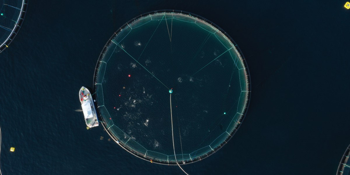 Researchers surprised by penned fish responses to robots