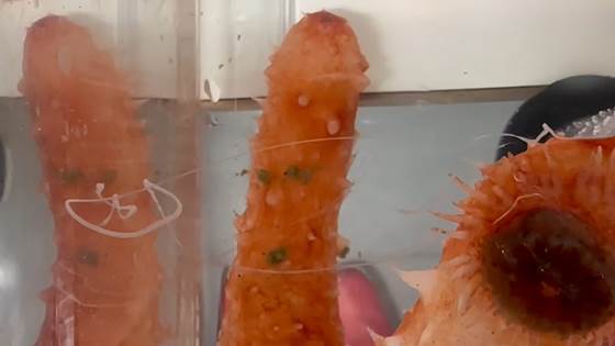 Here you can watch a sea cucumber sensation!