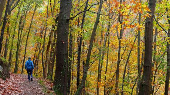 A walk in the woods in the middle of your working day can boost your performance