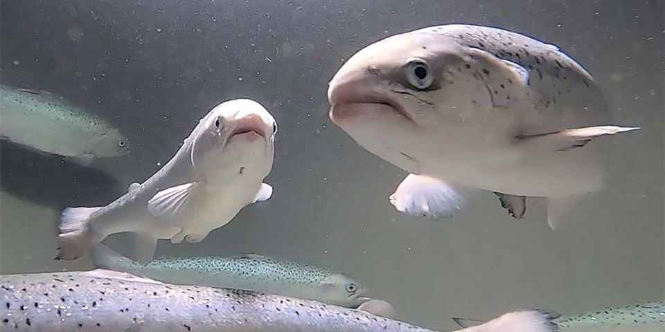 The researchers are monitoring movements in the mouth of the fish in order to understand their breathing. The monitoring takes place at individual levels. This helps to reveal if something is wrong before the fish suffer visible injuries. Photo: Tosca B. L. Koers and Elise Thovsland Sannes