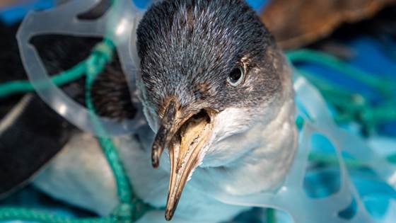 How scientists will prevent plastic pollution in the ocean
