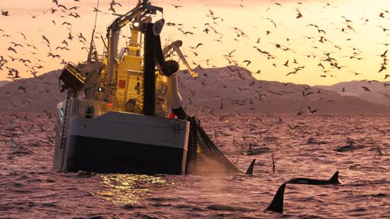 Valuable raw materials being discarded at sea