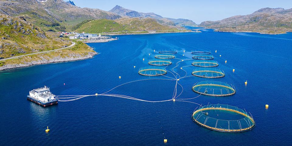 Norway’s government has stated that all feed for farmed fish and livestock must come from sustainable sources by 2034. The declaration came in August when sustainable feed was determined to be one of two social missions in Norway. Photo: Shutterstock / NTB