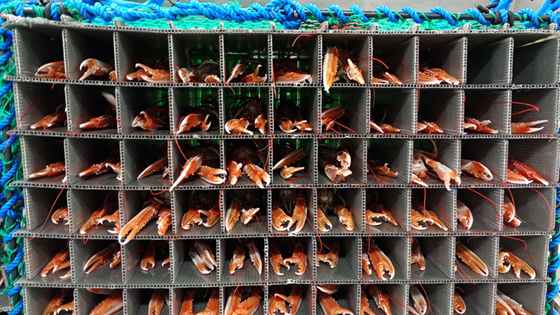 Refrigeration systems in small fishing boats reduce food waste and provide better catch conditions