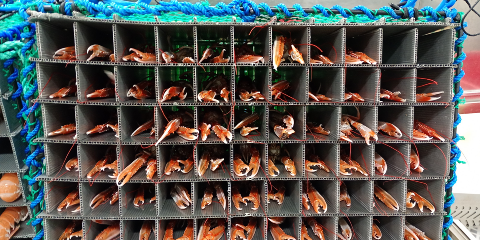 In this langoustine “hotel,” each individual has its own room, and can be lowered into cool water. This provides better conditions for the animals – and better quality when the delicacy reaches the dinner table. Photo: Ove Andreas Mandal