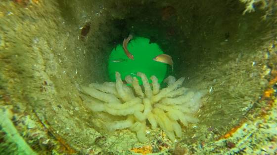 Immediate action is a key factor for successful marine restoration