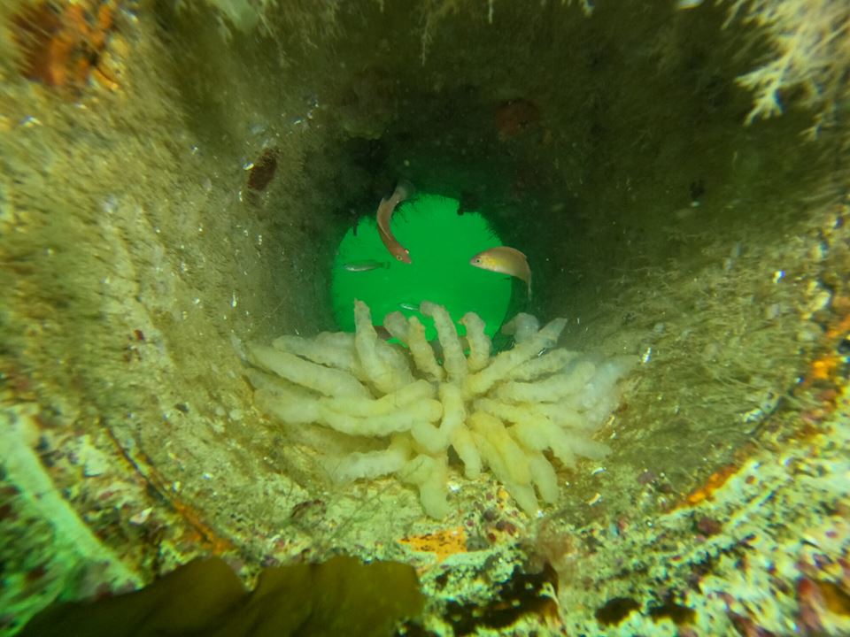 Restoring marine life in shallow waters, whether on sandy or rocky bottoms, is now easier thanks to well-established and standardized methods. Photo: CLIMAREST