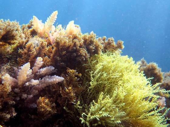 Scientists conclude: Here’s what we have to do to restore our oceans