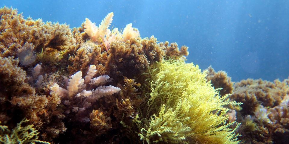A healthy marine ecosystem, like one that includes algae types Sargassum and Gongolaria, is a beautiful sight. But large parts of the ocean are under pressure. Photo: Susanne Schäfer/Climarest