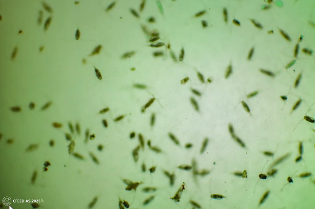 Tiny and nutritious copepods swim in tanks at Cfeed. Photo courtesy of the company.