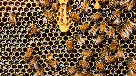 Scientists are revealing the secret lives of bees using sensors