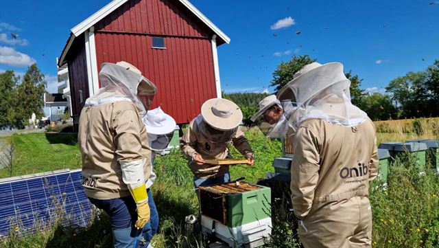 Researchers wearing beekeeping equipment to check that everything is in order in the hives. (Photo: Femke B. Gelderblom)