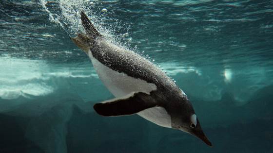 How penguins’ air tricks could help the shipping industry