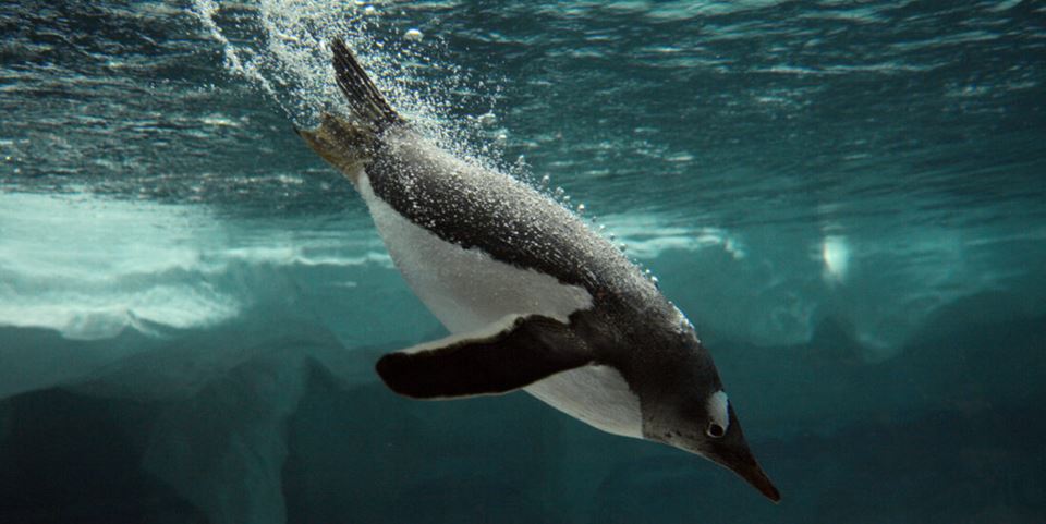 Penguins use nature's own air lubrication system to move faster in the water. By releasing tiny air bubbles from their feathers, they create an air layer between their bodies and the water, which reduces resistance and increases speed. Illustration photo: Shutterstock