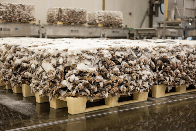 Large frozen blocks of clipfish.