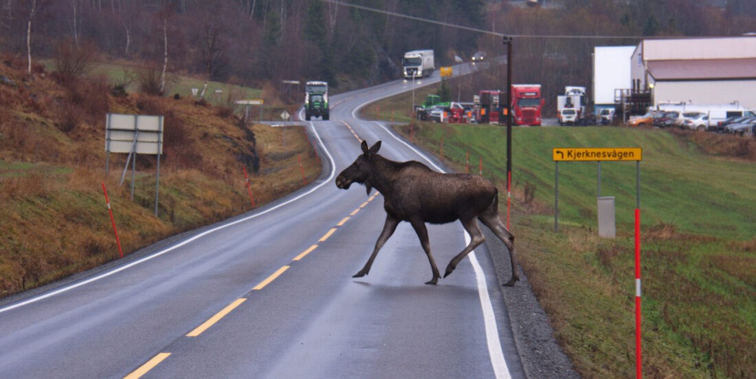 Preventing wildlife collisions in new ways