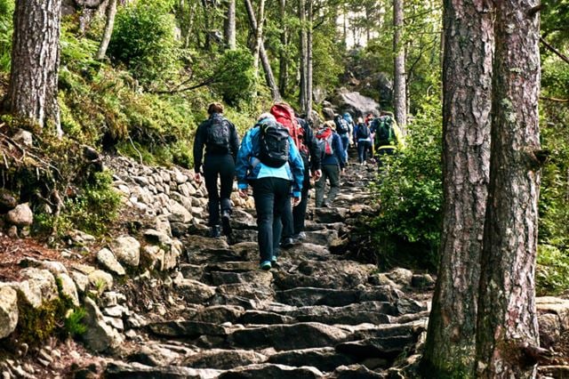Stream of tourists on their way up the forest with Preikestolen in Rogaland as their destination.